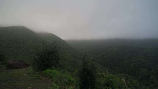 山茶树山茶果宣传片素材