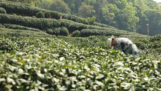 茶农采茶摘茶茶园茶树茶叶特写