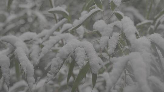 覆盖雪的竹叶