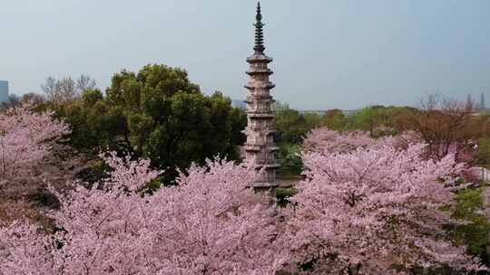 杭州白塔公园樱花