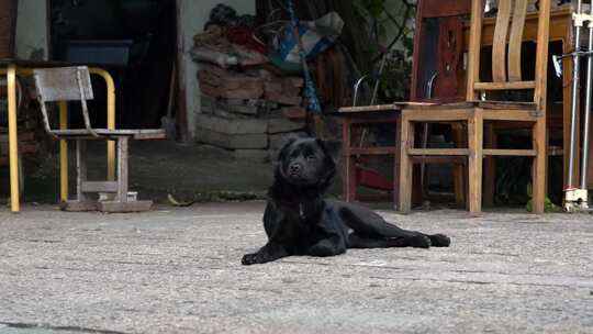  狗 野狗 流浪犬 狗幼崽