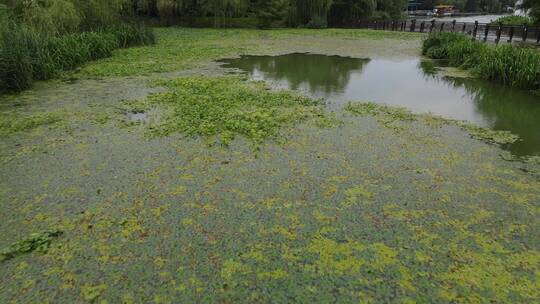 水资源污染治理河道实拍视频