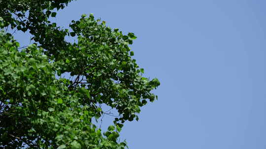 阳光森林树叶夏日自然大自然树林夏天