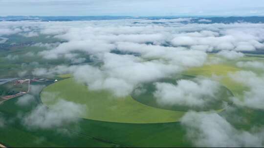 世界最大的农作物太极图 奥洛契庄园