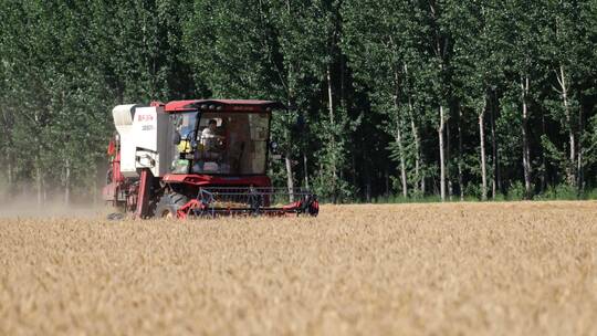粮食夏收小麦丰产视频素材模板下载