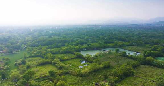 杭州余杭区五常湿地夏季风光