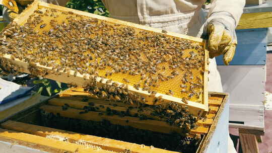 飞满蜜蜂的蜂箱和蜂蜜