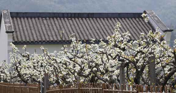 春天梨园梨花盛开杭州鸬鸟镇蜜梨园