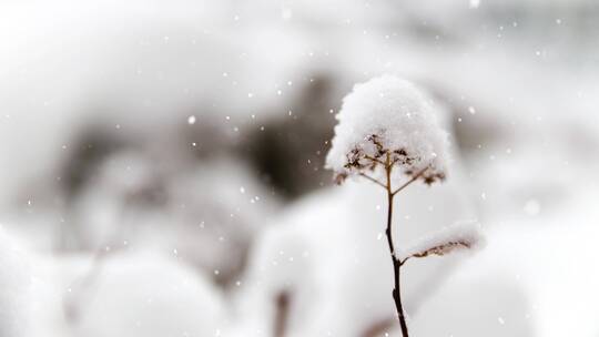 唯美雪视频素材视频素材模板下载