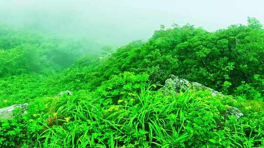 浓雾笼罩绿色植物和树木