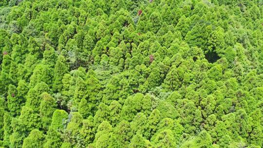 航拍森林树木青山山脉自然风景