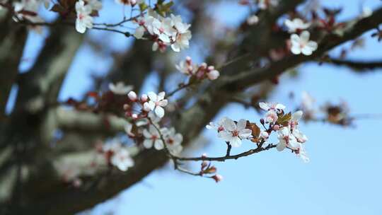 樱花盛开春天花开花花瓣樱花樱花开