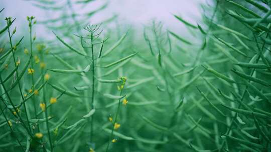 油菜田油菜花油菜籽