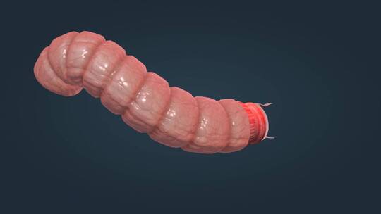 消化系统肠道结肠浆膜肠粘膜纵形平滑肌动画视频素材模板下载