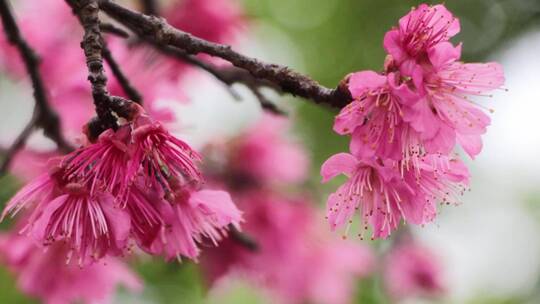 实拍樱花素材