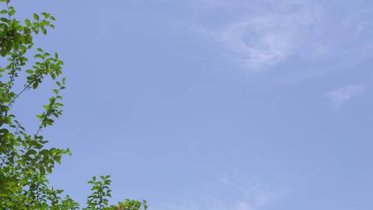 【4K】蓝天白云飞机飞过空镜