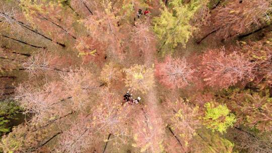 航拍广州大观湿地公园秋冬季五彩落羽杉林