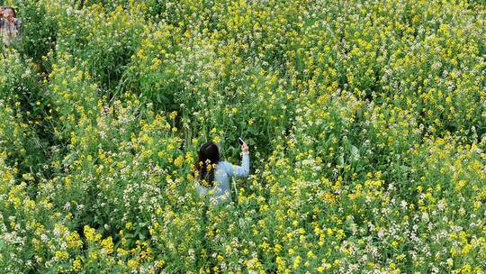 中国广东省广州市南沙区东涌油菜花