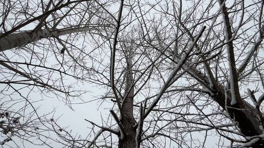 冬天树上的白雪视频合集