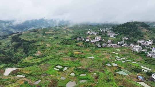 航拍广西绿色水果金桔种植基地