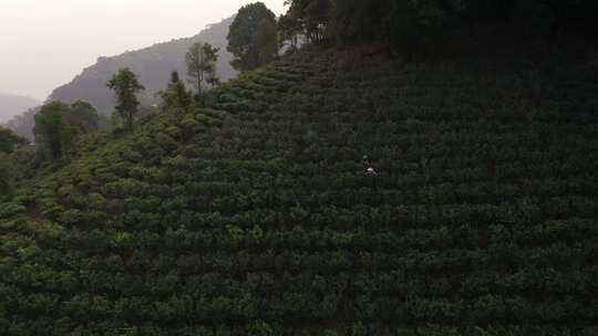 森林山林树林小镇古村落易武茶园