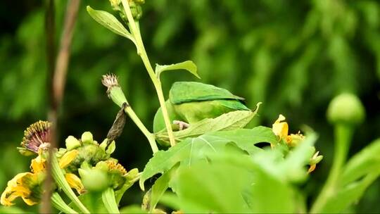 树枝上的绿色小鸟 (2)