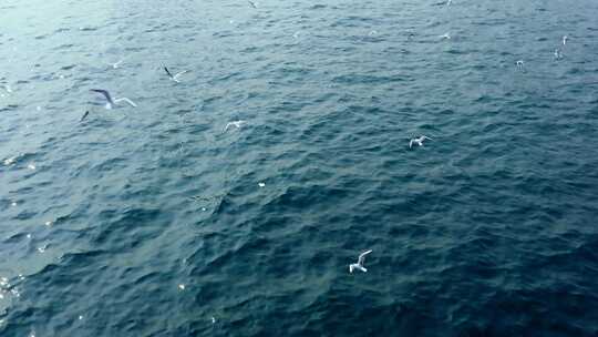 大海海面飞翔的海鸥