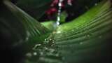 4K-涓涓细流流淌在植物叶子上高清在线视频素材下载