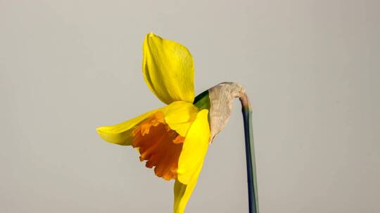 黄色水仙花开放延时花朵春天烂漫