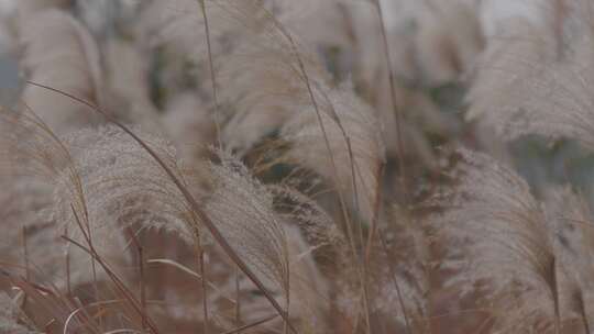 芦花视频素材_06_uhd_50p