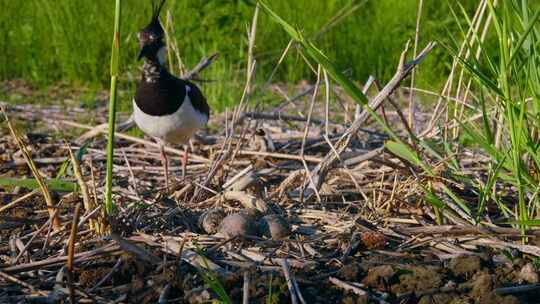 北Lapwing，鸟，巢，蛋