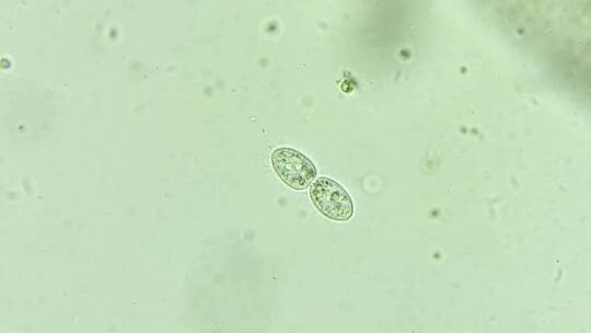 微生物纤毛虫细菌单细胞原生生物 3