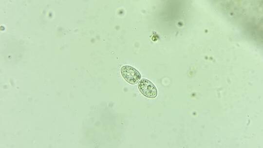 微生物纤毛虫细菌单细胞原生生物 3视频素材模板下载