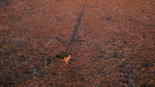 澳大利亚内陆黄昏时分一只孤独袋鼠投下长长