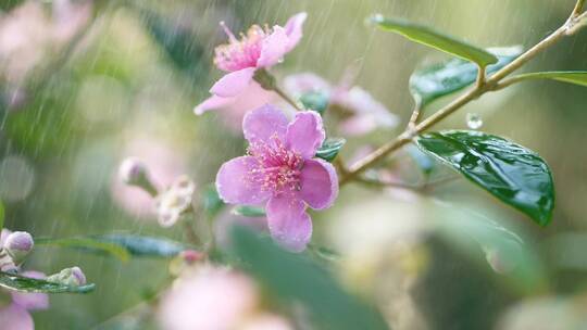 粉色的桃金娘在雨中飘摇，雨水雨滴升格画面