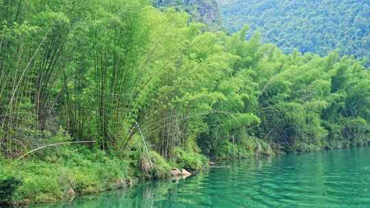 美丽江河畔竹子竹林自然风景