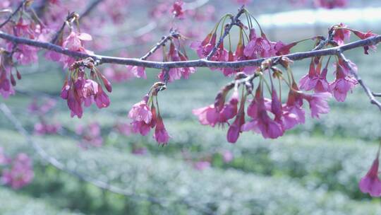 樱花蜜蜂采花和茶园风光