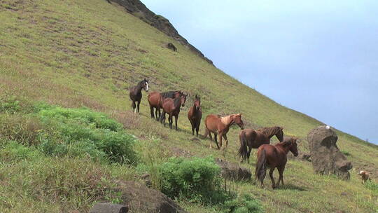 在斜坡上吃草的马群视频素材模板下载