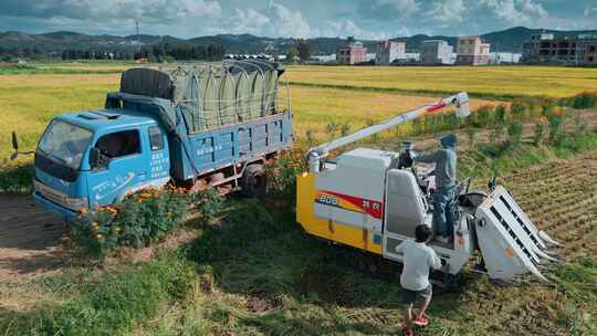 乡村振兴丰收季节机械化设备收集稻谷装车
