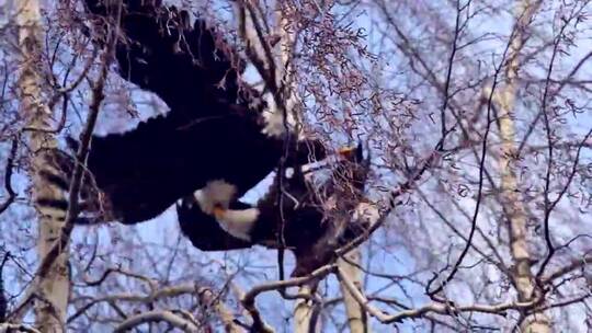 两只雄性秃鹰在树枝上扭打