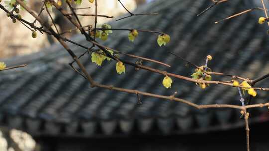 冬天园林艺圃腊梅古建风光