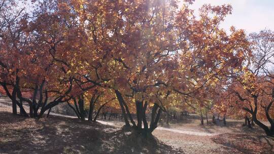 4K高清实拍秋季枫叶枫树林