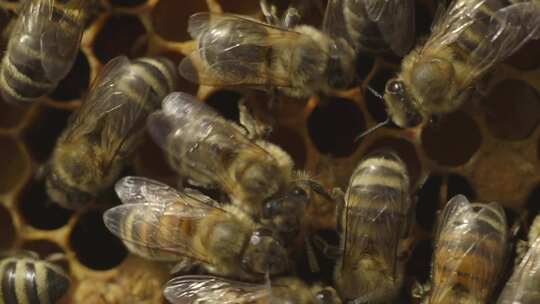 人工养殖蜜蜂