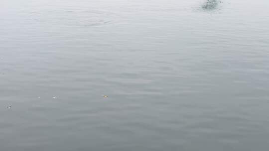 野鸭子起飞水鸟水禽生态候鸟北海公园