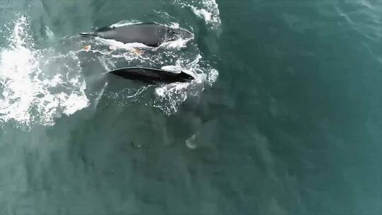 鲸鱼被渔具缠绕的航拍镜头