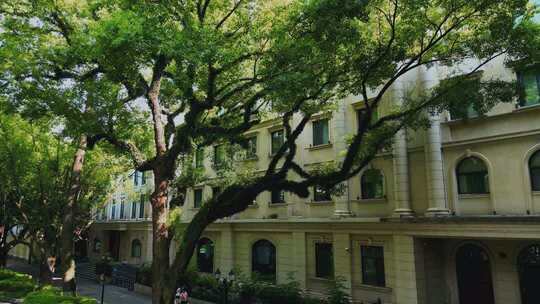 广州沙面岛 古树和欧式建筑群