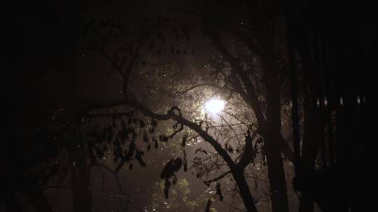 夜风雨交加的树影