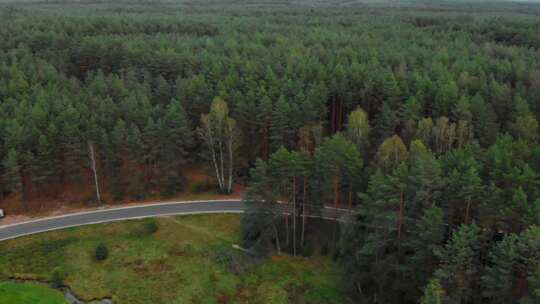 波兰波莫斯基地区松树和绿地之间的乡村道路，无人机视图