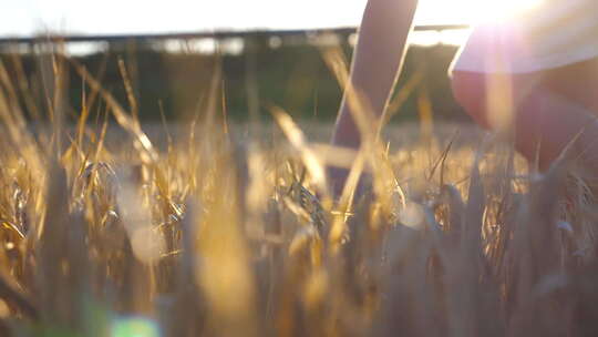女性手触摸田野里的金色小麦视频素材模板下载