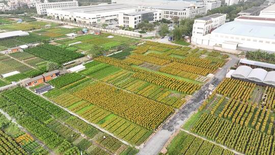 中国广东省佛山顺德区陈村花卉世界年桔盆栽